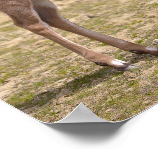 Juvenile grote kudu poster (Hoek)