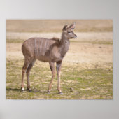 Juvenile grote kudu poster (Voorkant)