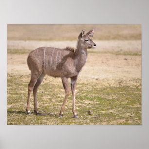 Juvenile grote kudu poster