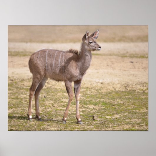 Juvenile grote kudu poster (Voorkant)