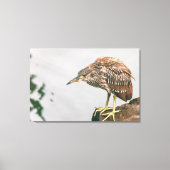 Juvenile Heron Canvas Afdruk (Voorkant)