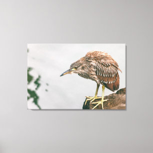 Juvenile Heron Canvas Afdruk