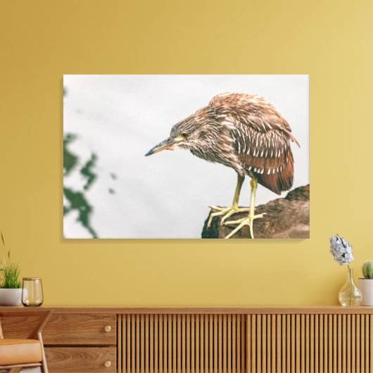 Juvenile Heron Canvas Afdruk (Insitu (Woonkamer))