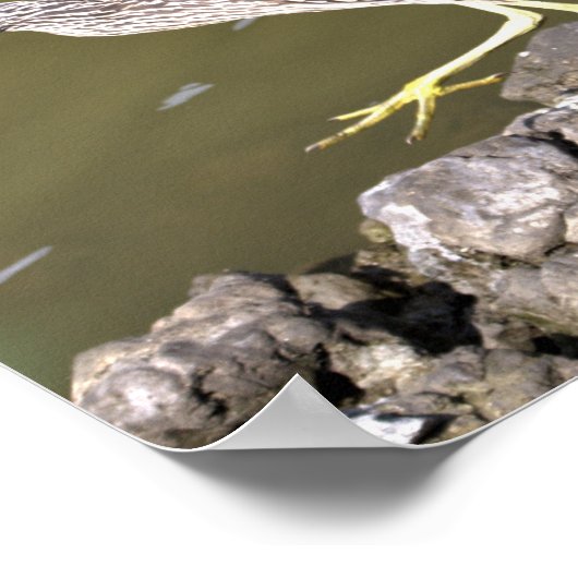 Juvenile Heron Poster (Hoek)