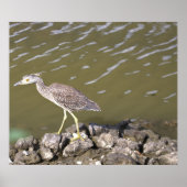 Juvenile Heron Poster (Voorkant)