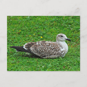 Juvenile Herring Gull Briefkaart