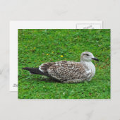 Juvenile Herring Gull Briefkaart (Voorkant / Achterkant)