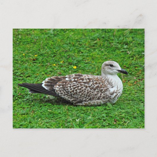 Juvenile Herring Gull Briefkaart (Voorkant)