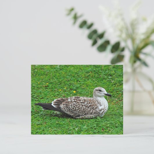 Juvenile Herring Gull Briefkaart (Staand voorkant)