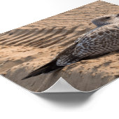 Juvenile Herring Gull Poster (Hoek)