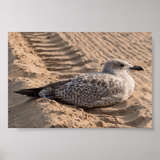 Juvenile Herring Gull Poster (Voorkant)