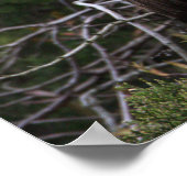 Juvenile Ibis Bird Poster (Hoek)