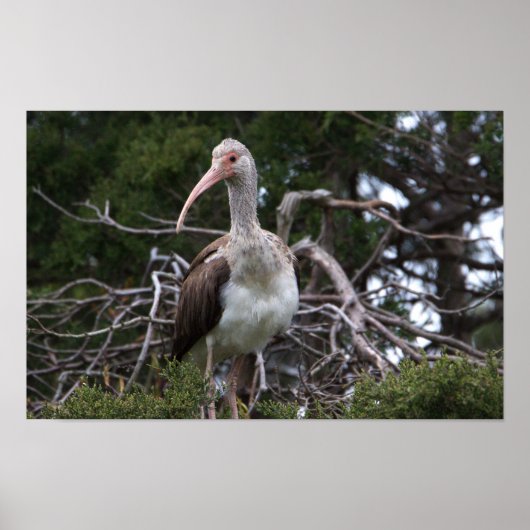 Juvenile Ibis Bird Poster (Voorkant)
