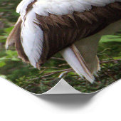 Juvenile Ibis Bird Poster (Hoek)