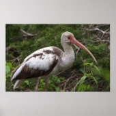 Juvenile Ibis Bird Poster (Voorkant)