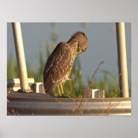 Juvenile Night Heron Foto Poster (Voorkant)