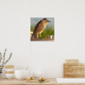 Juvenile Night Heron Foto Poster (Keuken)