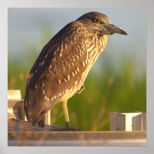 Juvenile Night Heron Foto Poster (Voorkant)