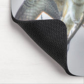 Juvenile Osprey Fish-Eagle Wildlife Photo Scene Muismat (Hoek)