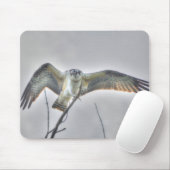 Juvenile Osprey Fish-Eagle Wildlife Photo Scene Muismat (Met muis)