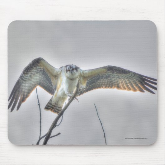 Juvenile Osprey Fish-Eagle Wildlife Photo Scene Muismat (Voorkant)