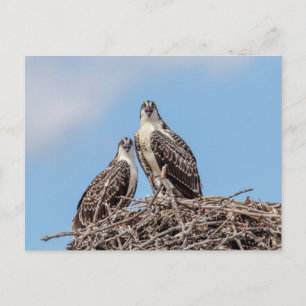Juvenile Osprey in het nest Briefkaart