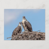 Juvenile Osprey in het nest Briefkaart (Voorkant)