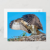 Juvenile Osprey in het nest Briefkaart (Voorkant / Achterkant)