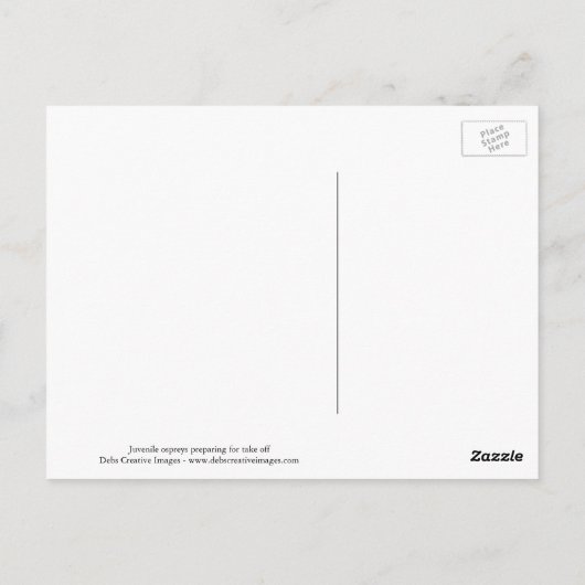 Juvenile Osprey in het nest Briefkaart (Achterkant)