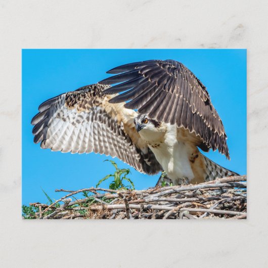 Juvenile Osprey in het nest Briefkaart (Voorkant)