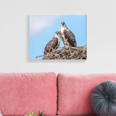 Juvenile Osprey in het nest Canvas Afdruk (Insitu (Woonkamer))