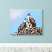 Juvenile Osprey in het nest Canvas Afdruk (Insitu (Houten vloer))