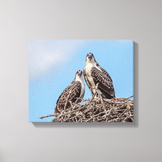 Juvenile Osprey in het nest Canvas Afdruk (Voorkant)