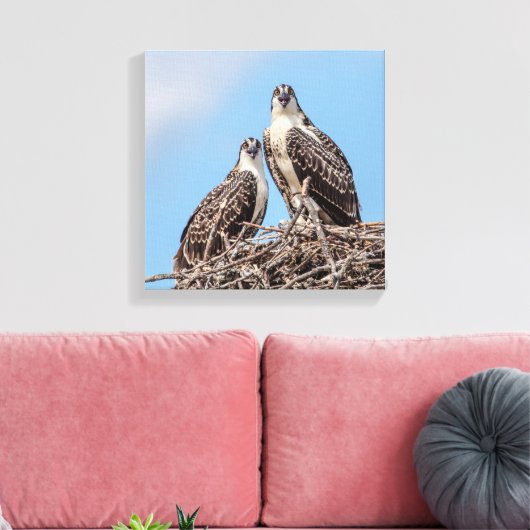 Juvenile Osprey in het nest Canvas Afdruk (Insitu (Woonkamer))