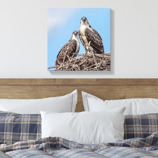 Juvenile Osprey in het nest Canvas Afdruk (Insitu (Slaapkamer))