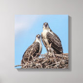 Juvenile Osprey in het nest Canvas Afdruk (Voorkant)