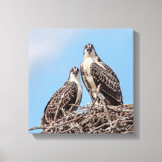 Juvenile Osprey in het nest Canvas Afdruk (Voorkant)