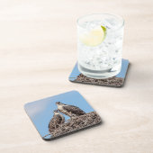 Juvenile Osprey in het nest Drankjes Onderzetter (Rechterzijde)