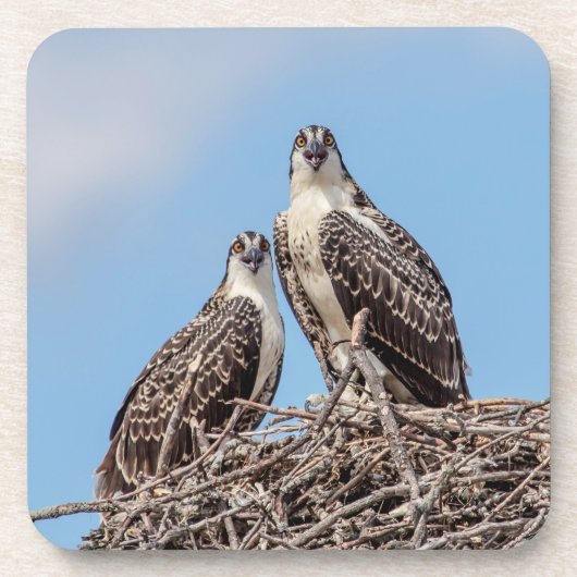 Juvenile Osprey in het nest Drankjes Onderzetter (Voorkant)