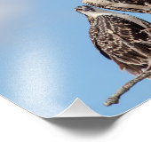 Juvenile Osprey in het nest Foto Afdruk (Hoek)