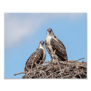 Juvenile Osprey in het nest Foto Afdruk