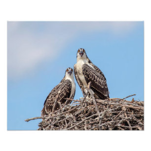 Juvenile Osprey in het nest Foto Afdruk