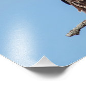 Juvenile Osprey in het nest Foto Afdruk (Hoek)