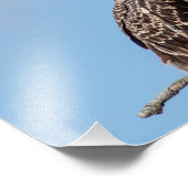 Juvenile Osprey in het nest Foto Afdruk (Hoek)