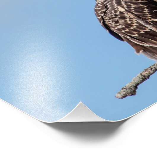 Juvenile Osprey in het nest Foto Afdruk (Hoek)