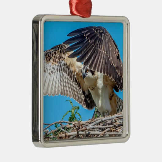 Juvenile Osprey in het nest Metalen Ornament (Rechts)