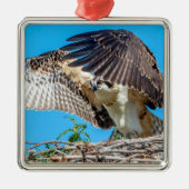 Juvenile Osprey in het nest Metalen Ornament (Voorkant)