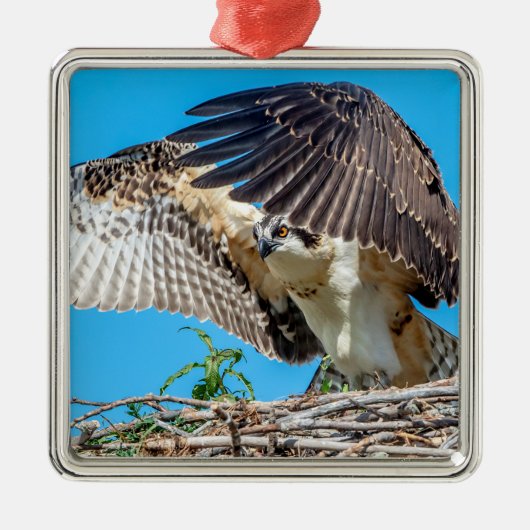 Juvenile Osprey in het nest Metalen Ornament (Voorkant)
