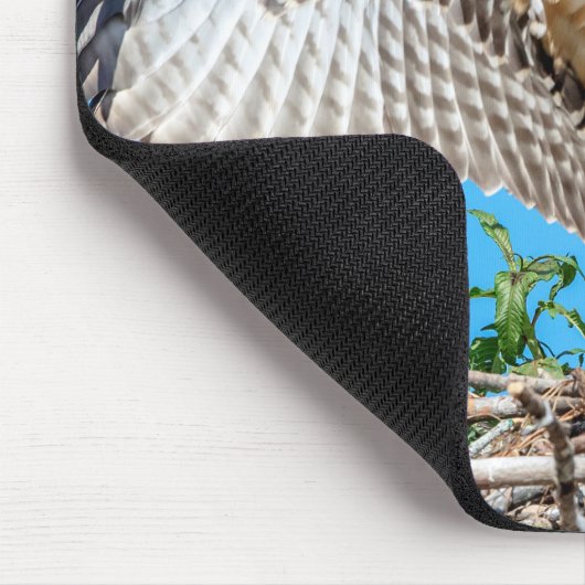 Juvenile Osprey in het nest Muismat (Hoek)