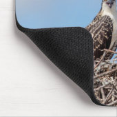 Juvenile Osprey in het nest Muismat (Hoek)